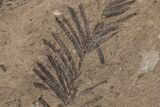 Two Miocene Cypress Frond (Taxodium) Fossils - Idaho #216396-1